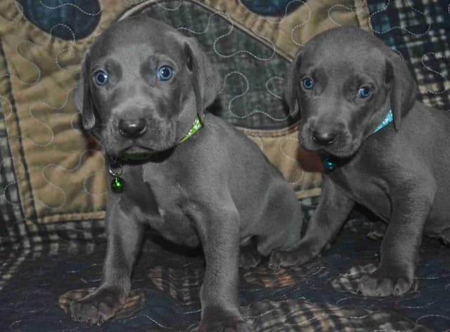 Weimaraner Puppies media 3