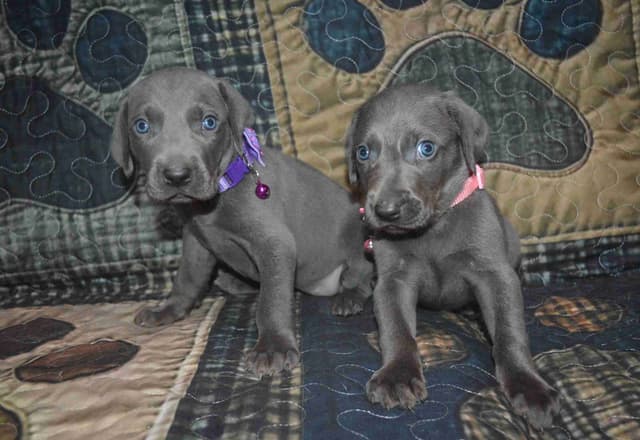 Weimaraner Puppies media 4