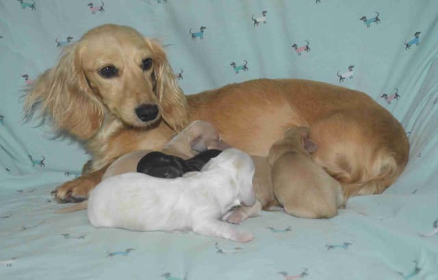 Dachshund Puppies media 2