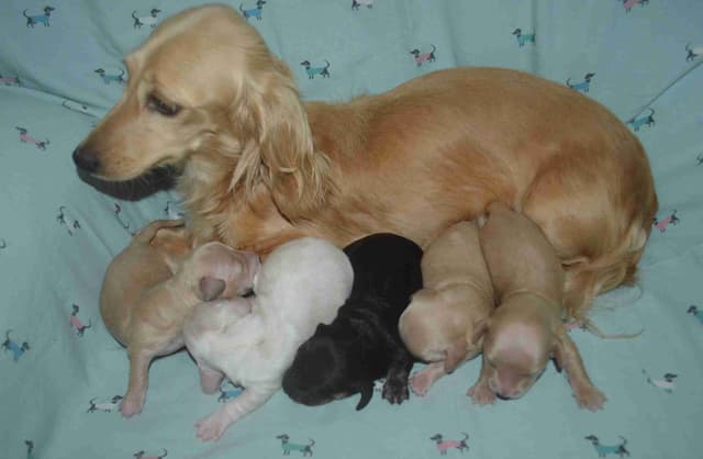 Dachshund Puppies media 4