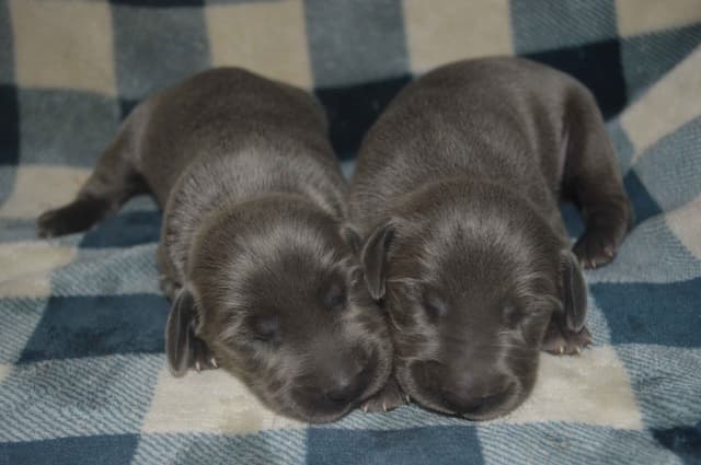Weimaraner Puppies media 2