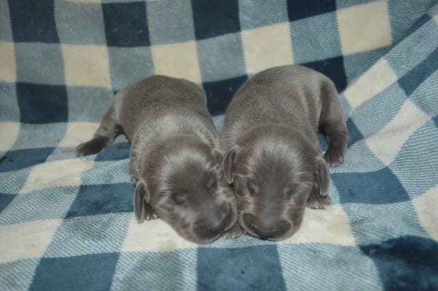 Weimaraner Puppies media 3