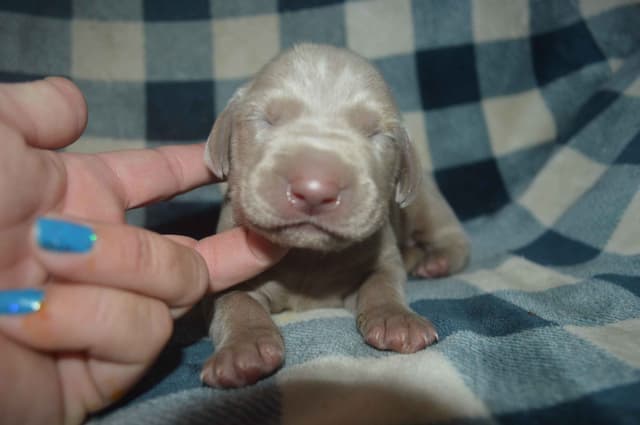 Weimaraner Puppies media 4
