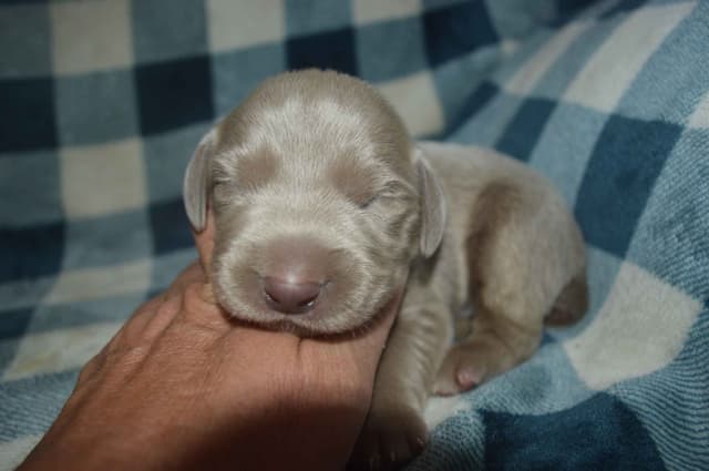 Weimaraner Puppies media 5