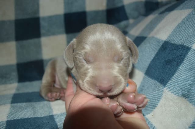 Weimaraner Puppies media 7