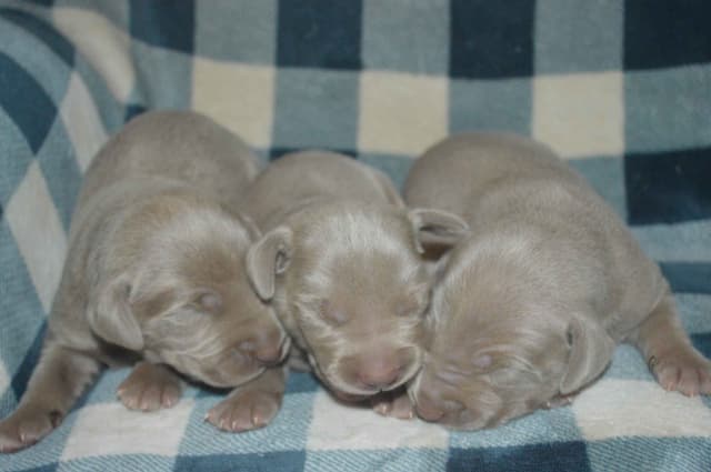 Weimaraner Puppies media 6