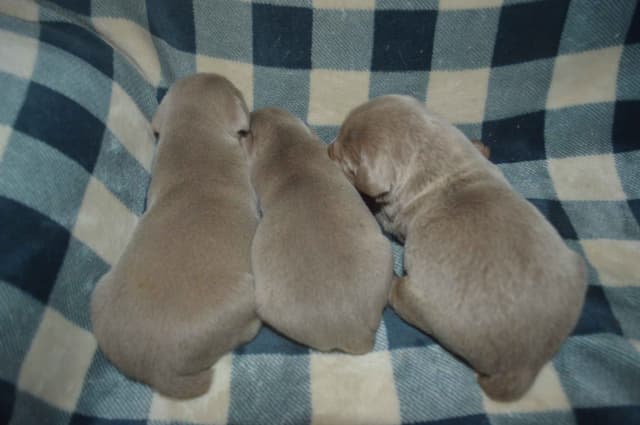Weimaraner Puppies media 8