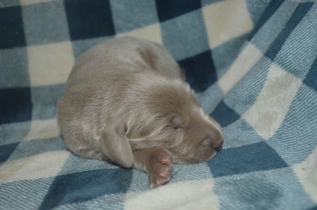 Weimaraner Puppies media 9