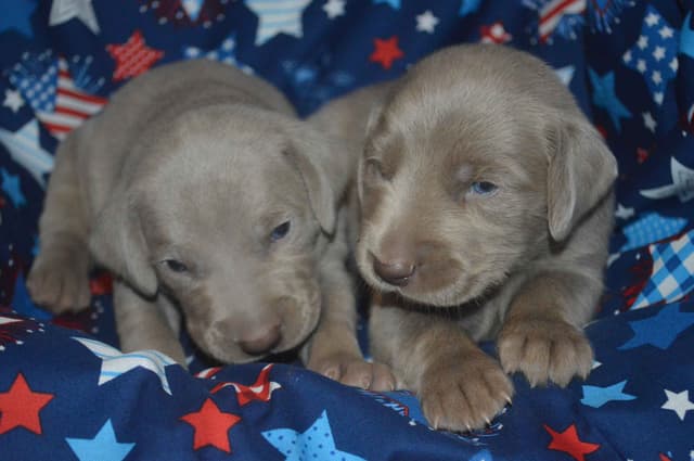 Weimaraner Puppies media 11