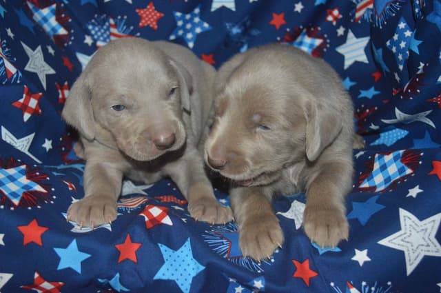 Weimaraner Puppies media 12