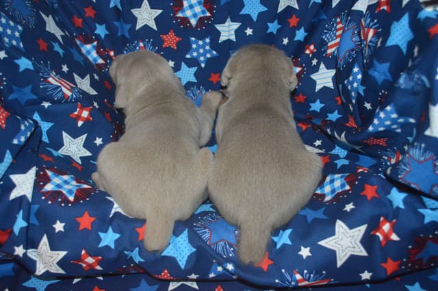 Weimaraner Puppies media 13