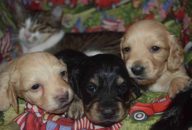 Dachshund Puppies media 5