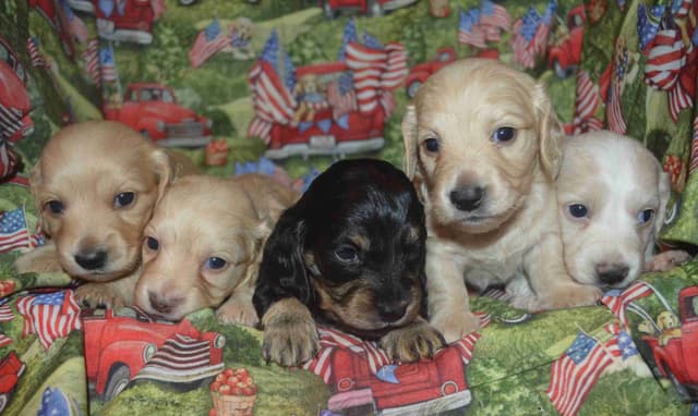 Dachshund Puppies media 6