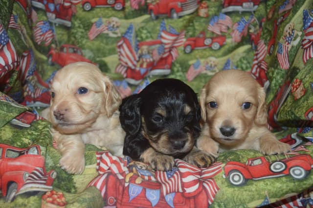 Dachshund Puppies media 8