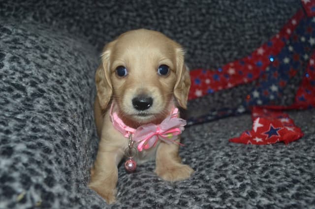 Dachshund Puppies media 9