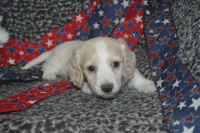 Dachshund Puppies media 11
