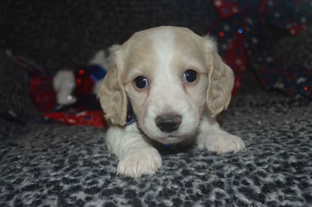 Dachshund Puppies media 10