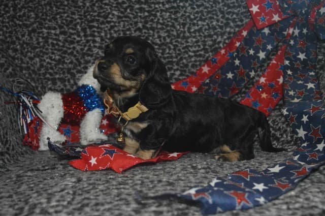 Dachshund Puppies media 14