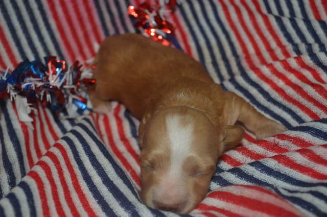 Dachshund Puppies media 2