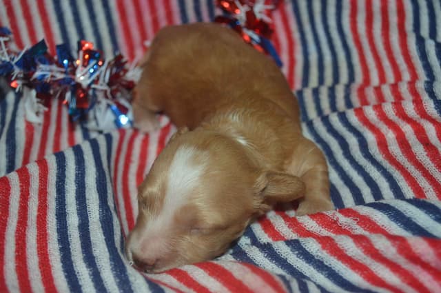 Dachshund Puppies media 3