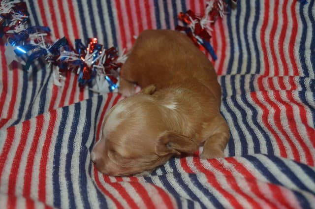 Dachshund Puppies media 4