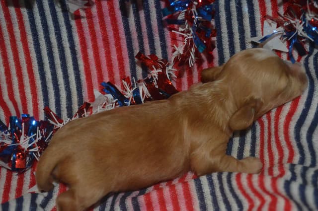 Dachshund Puppies media 5