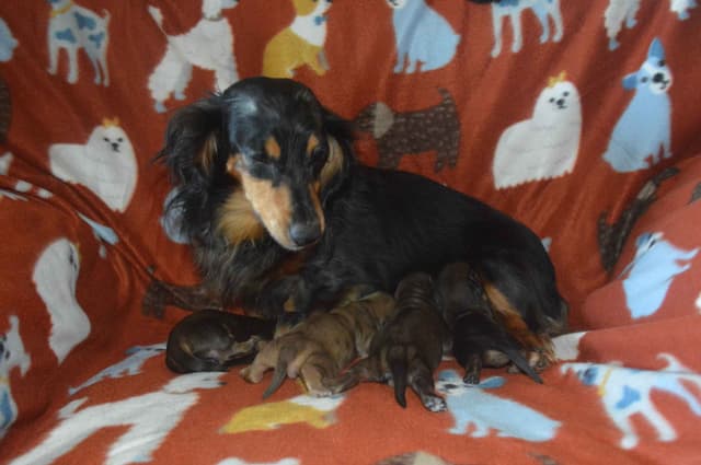 Dachshund Puppies media 2