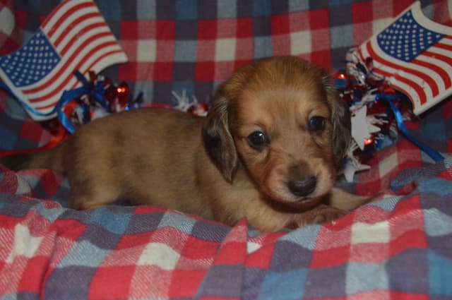 Dachshund Puppies media 4
