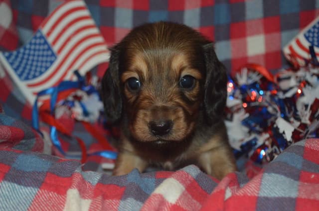 Dachshund Puppies media 5