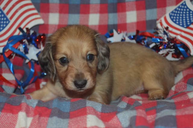 Dachshund Puppies media 6