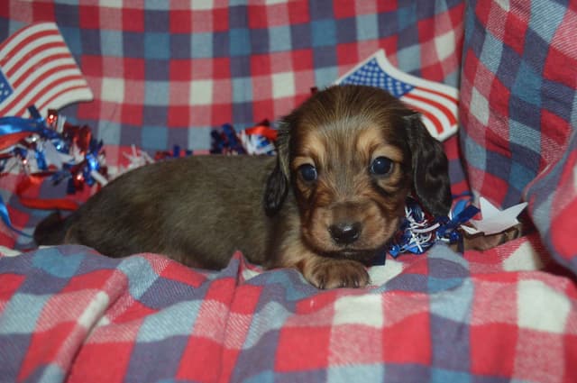 Dachshund Puppies media 7