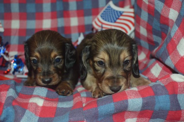 Dachshund Puppies media 9