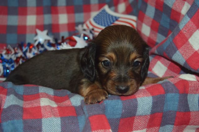Dachshund Puppies media 10