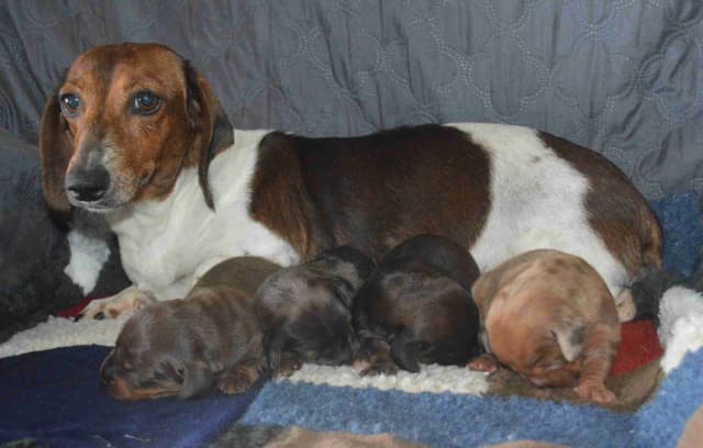 Dachshund Puppies media 2
