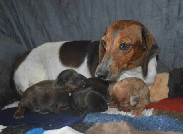Dachshund Puppies media 3