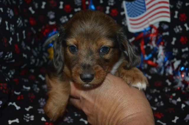 Dachshund Puppies media 4