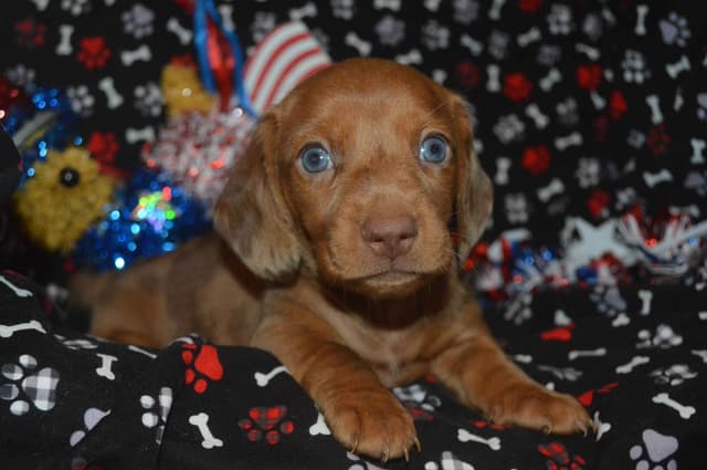 Dachshund Puppies media 5