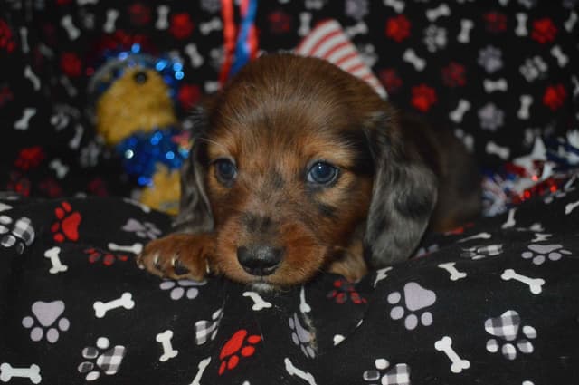 Dachshund Puppies media 6