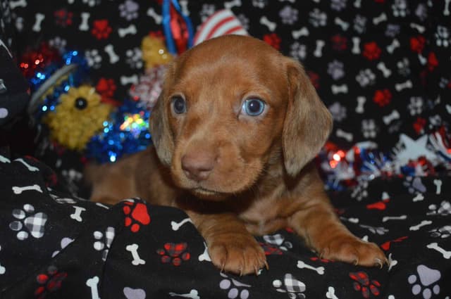 Dachshund Puppies media 7