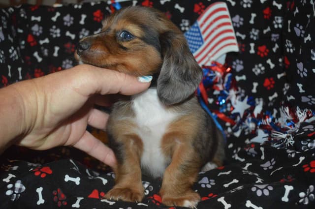 Dachshund Puppies media 8