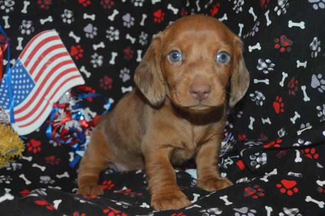 Dachshund Puppies media 9