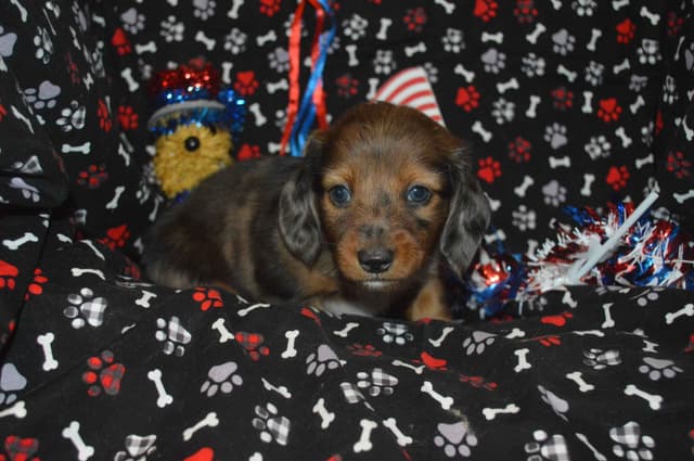 Dachshund Puppies media 10