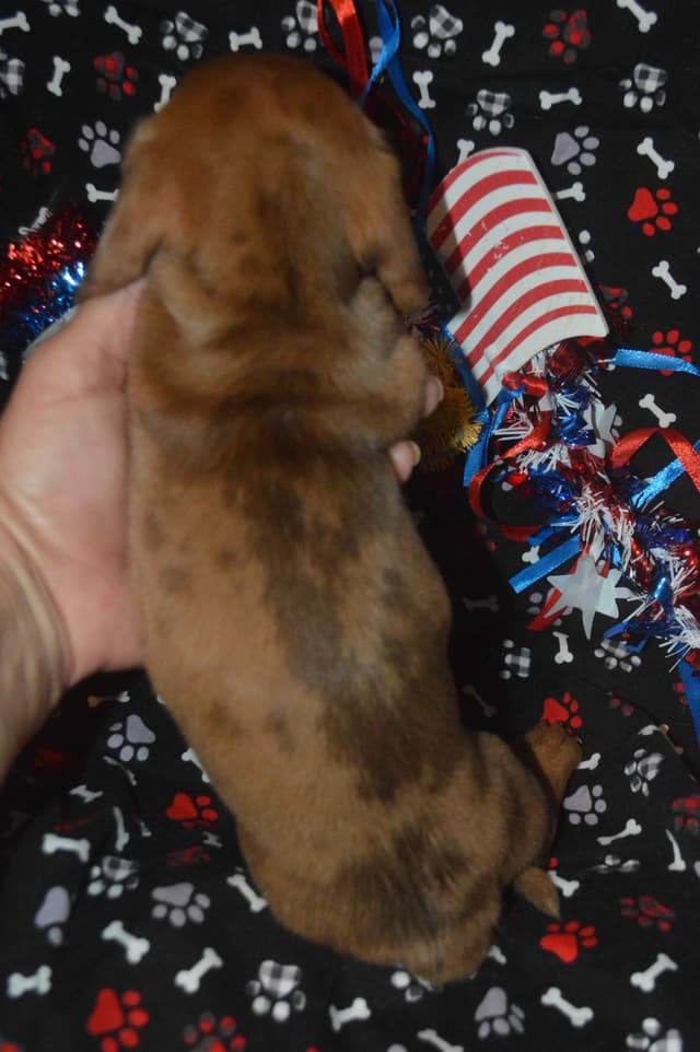 Dachshund Puppies media 11