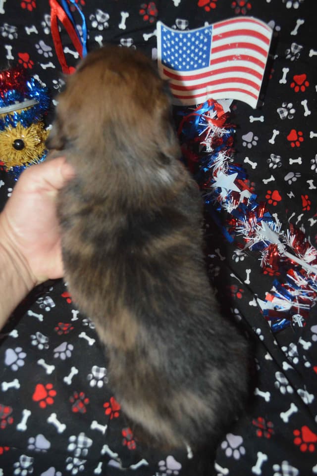 Dachshund Puppies media 12