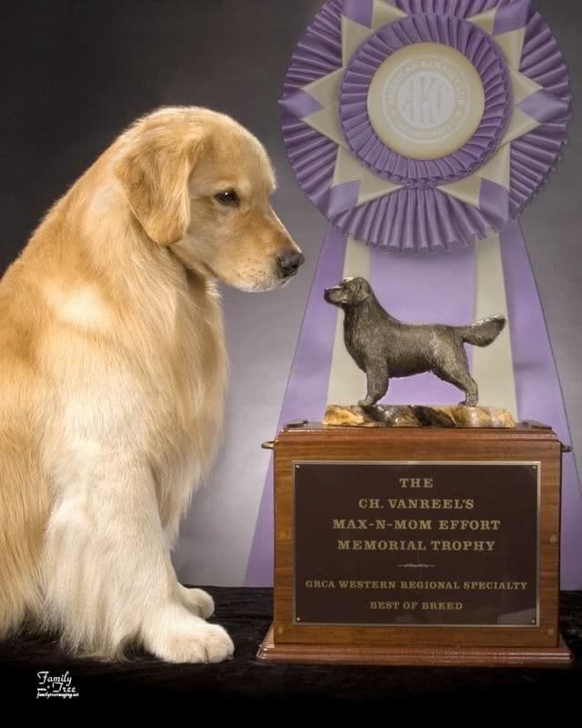 Golden Retriever Puppies breeder image 1