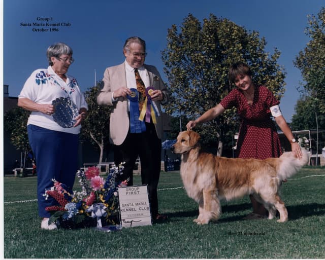 Golden Retriever Puppies media 6