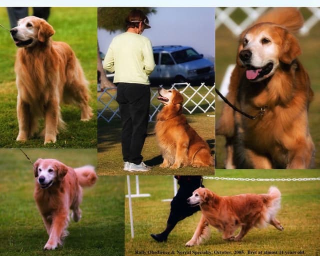 Golden Retriever Puppies media 7
