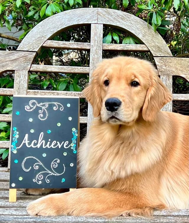 Golden Retriever Puppies media 4