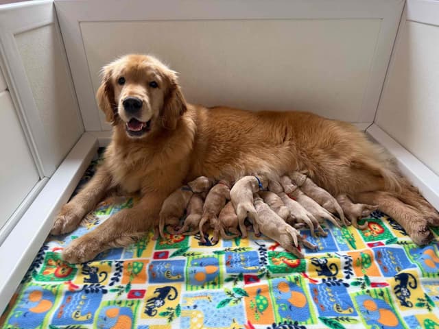 Golden Retriever Puppies media 3