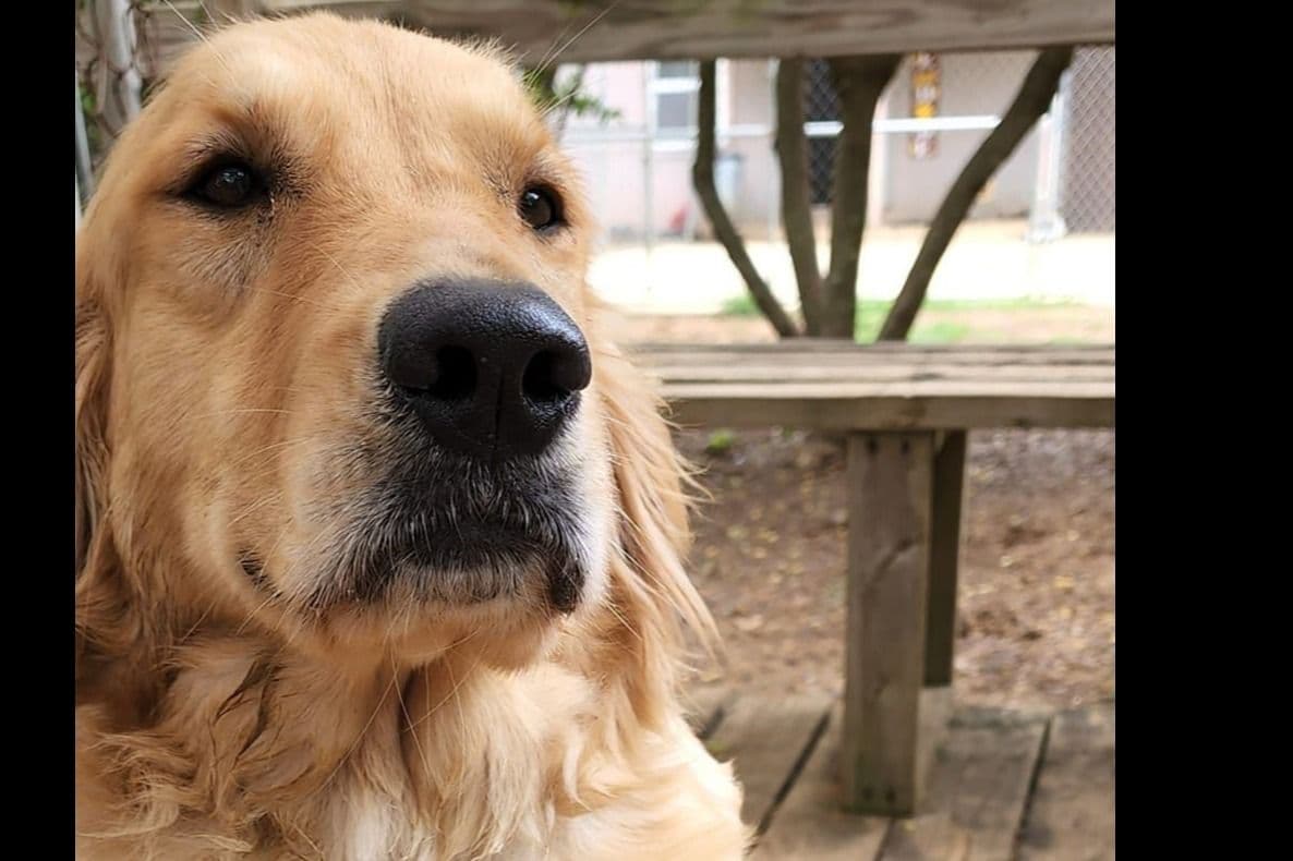 Golden Retriever Puppies breeder image 1